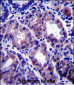 APOOL Antibody (C-term)